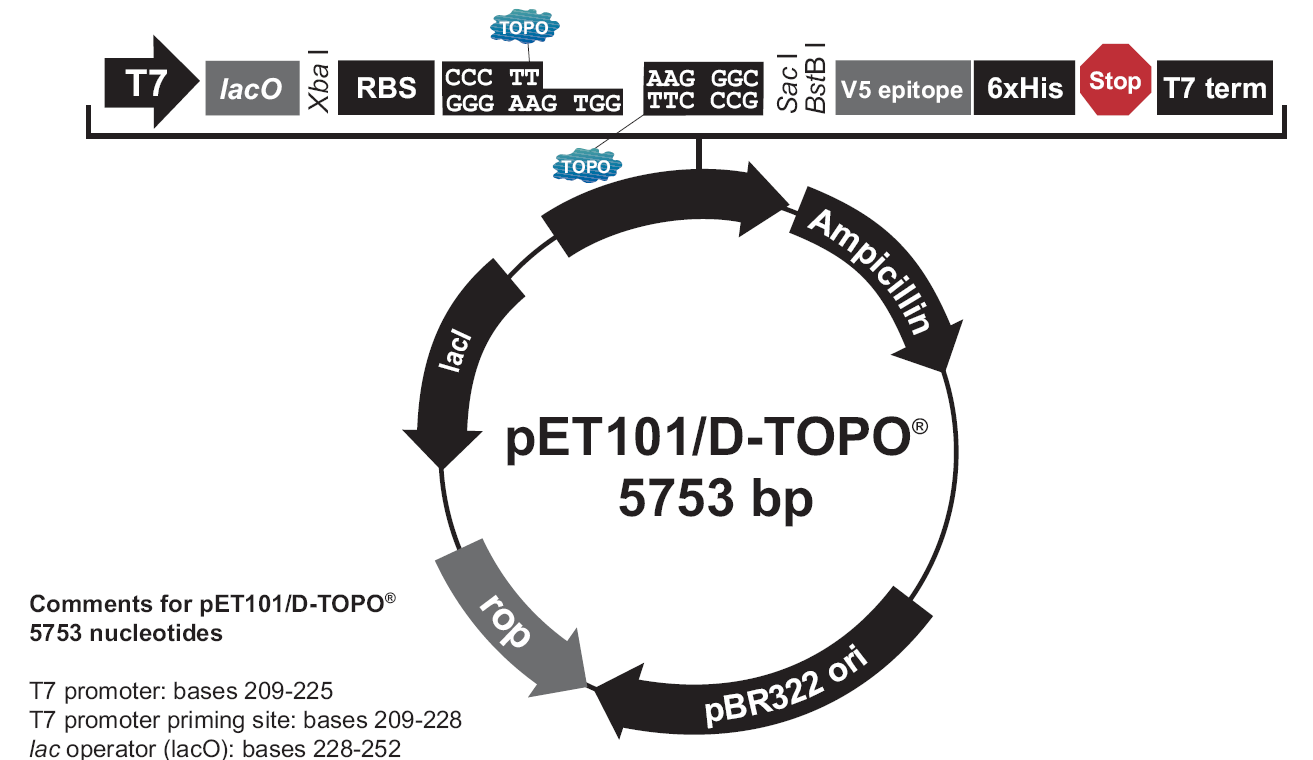 pET101载体图谱